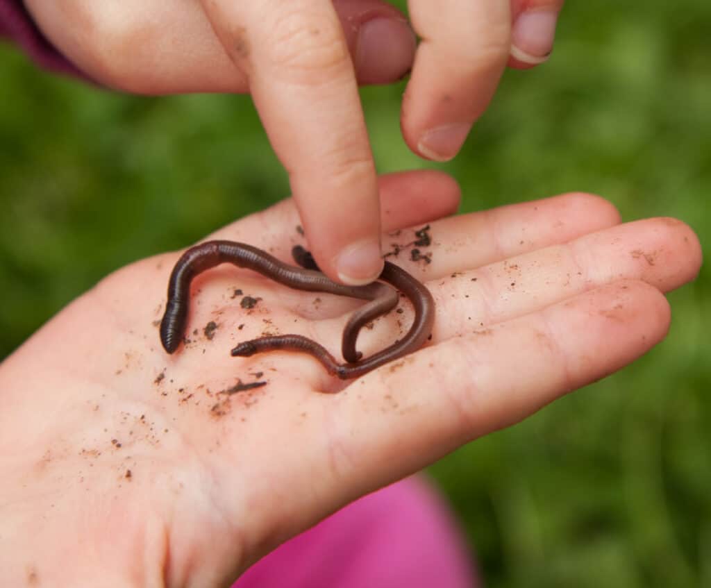 close up of kids hands playing with an earth worm