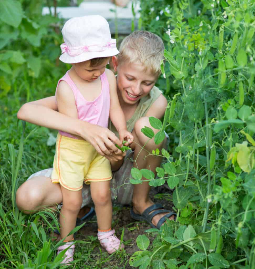an older boy helping a younger boy pick peas in the garden