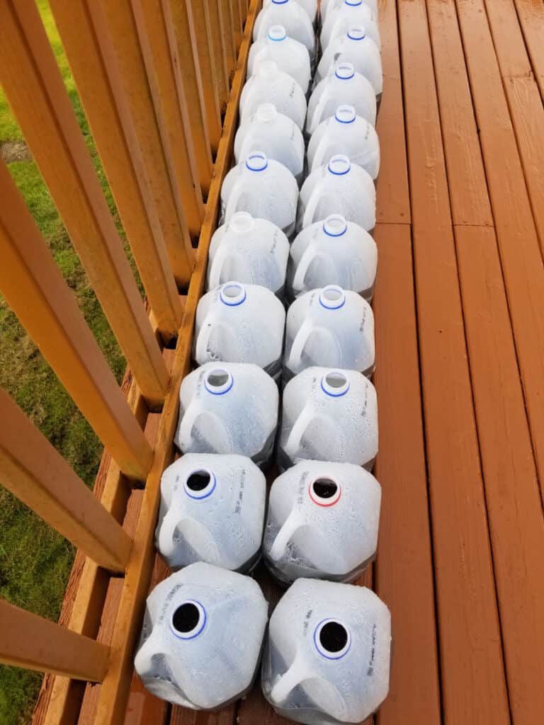 2 long rows of winter sown milk jugs on a deck