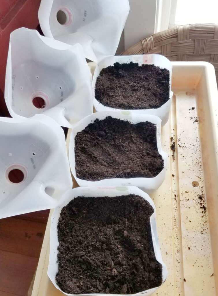 3 open winter sowing milk jugs with soil placed inside on a plant flat tray