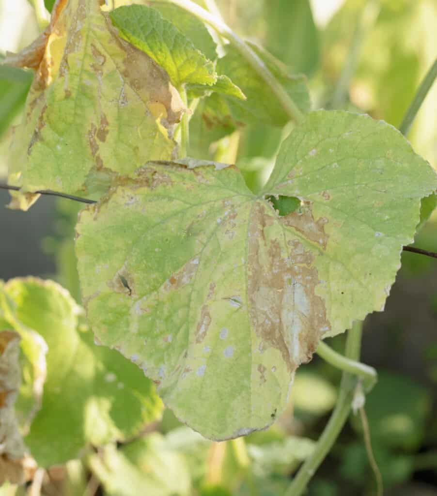 pale yellow cucumber leaves with brown spots