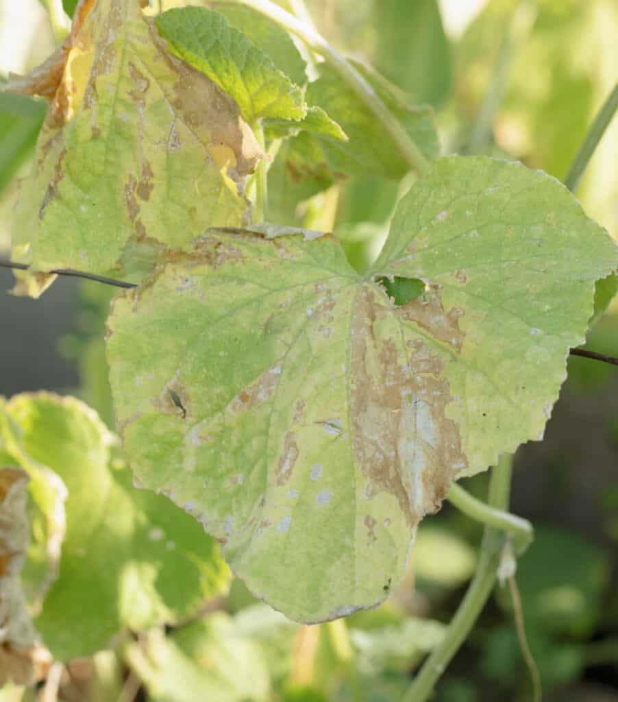 Why are my Cucumber Leaves Turning Yellow?