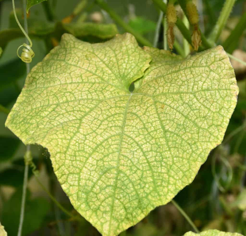 a cucumber plant leaf that has turned yellowish