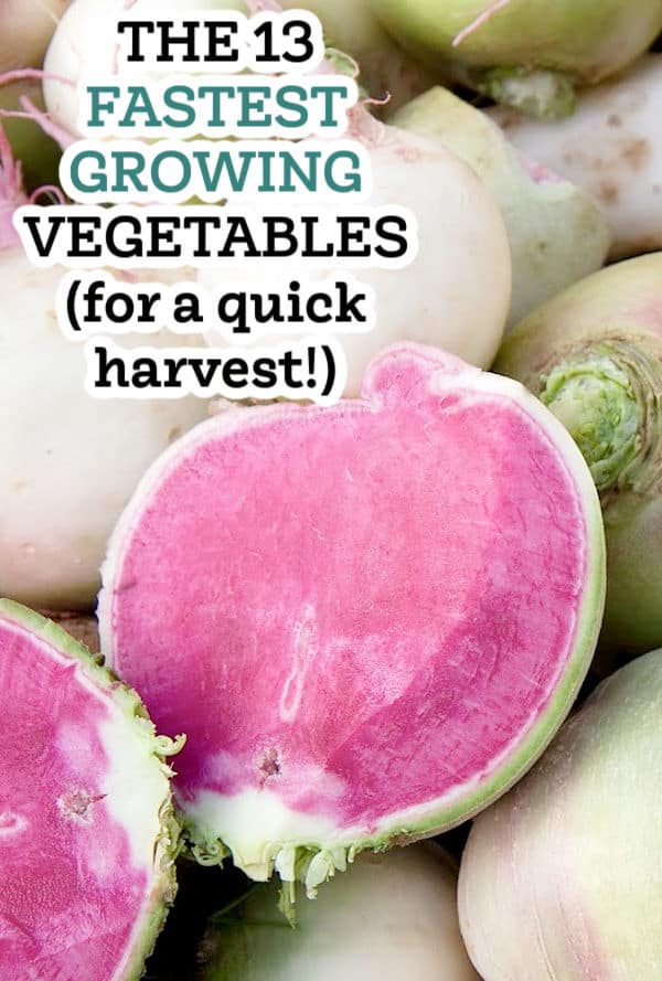 close up of a cut open watermelon radish with text overlay The 13 Fastest Growing Vegetables (for a quick harvest!)