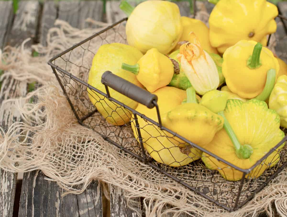 wire basket of yellow patti pan summer squash
