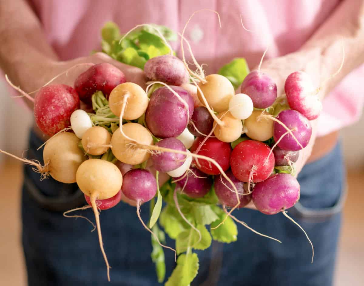 a man holding bunches of radishes
