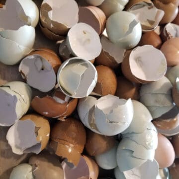 tray of used eggshells for use in the garden