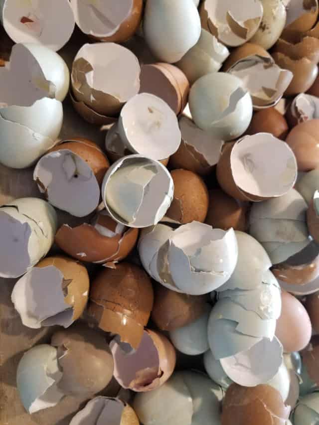 How to Use Eggshells in the Garden Web Story