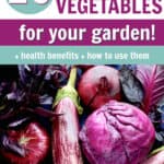 a pile of purple vegetables with text overlay 20 purple vegetables for your garden + health benefits + ways to use them