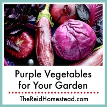 pile of purple vegetables with text overlay Purple Vegetables for Your Garden