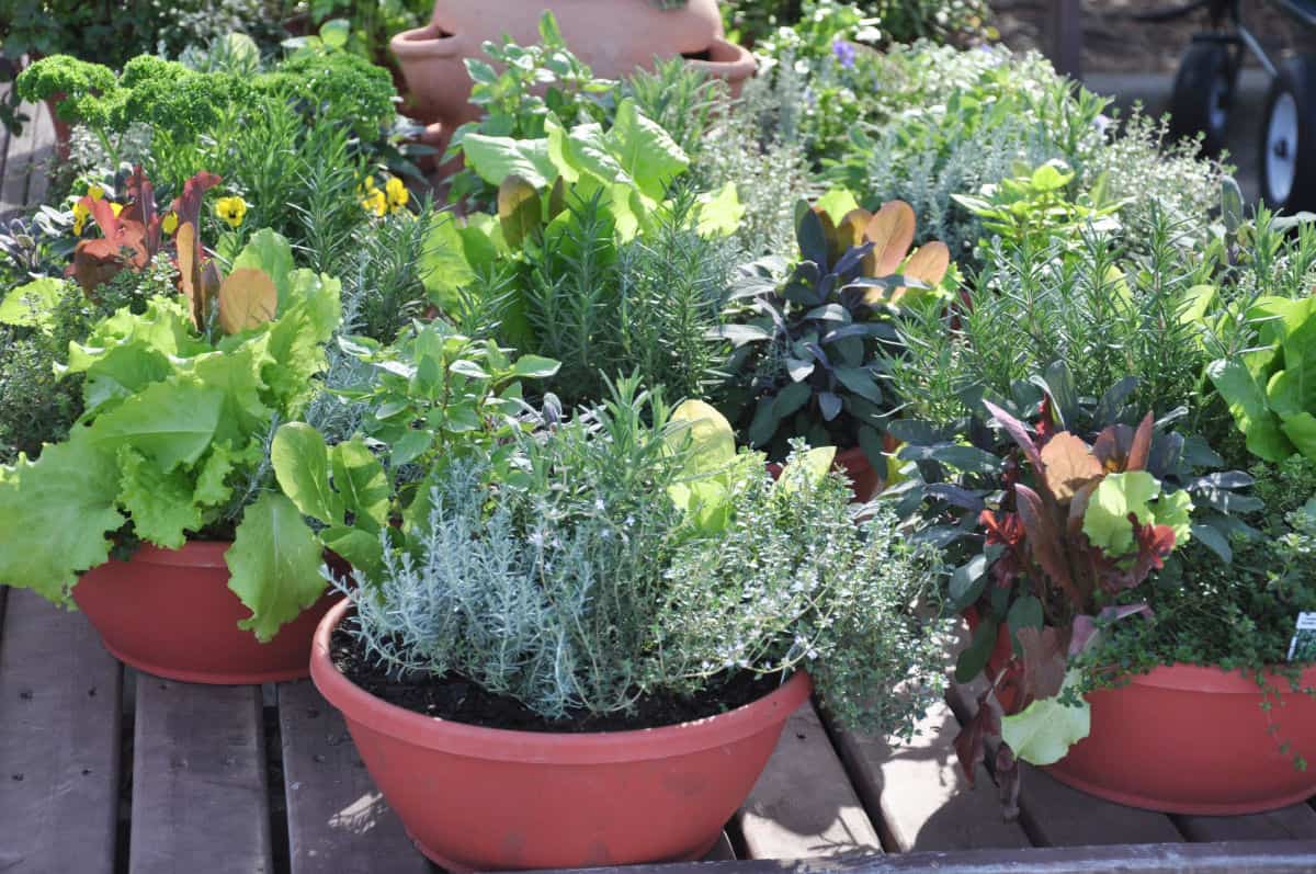 assorted vegetables growing in large pots