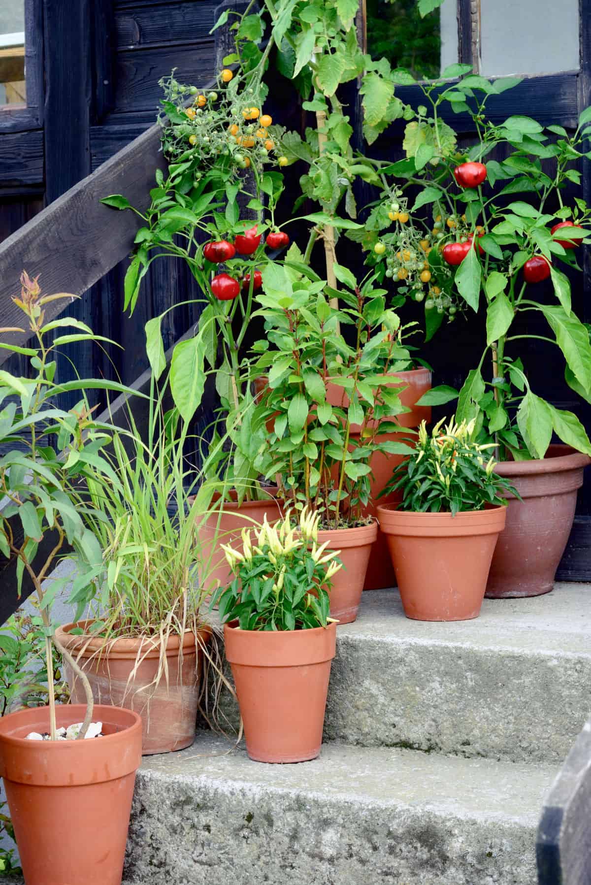 vegetables growing in pots on a front stoop