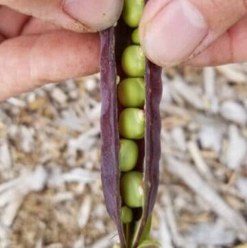 a ripe purple king tut pea pod split open to show the ripe peas inside