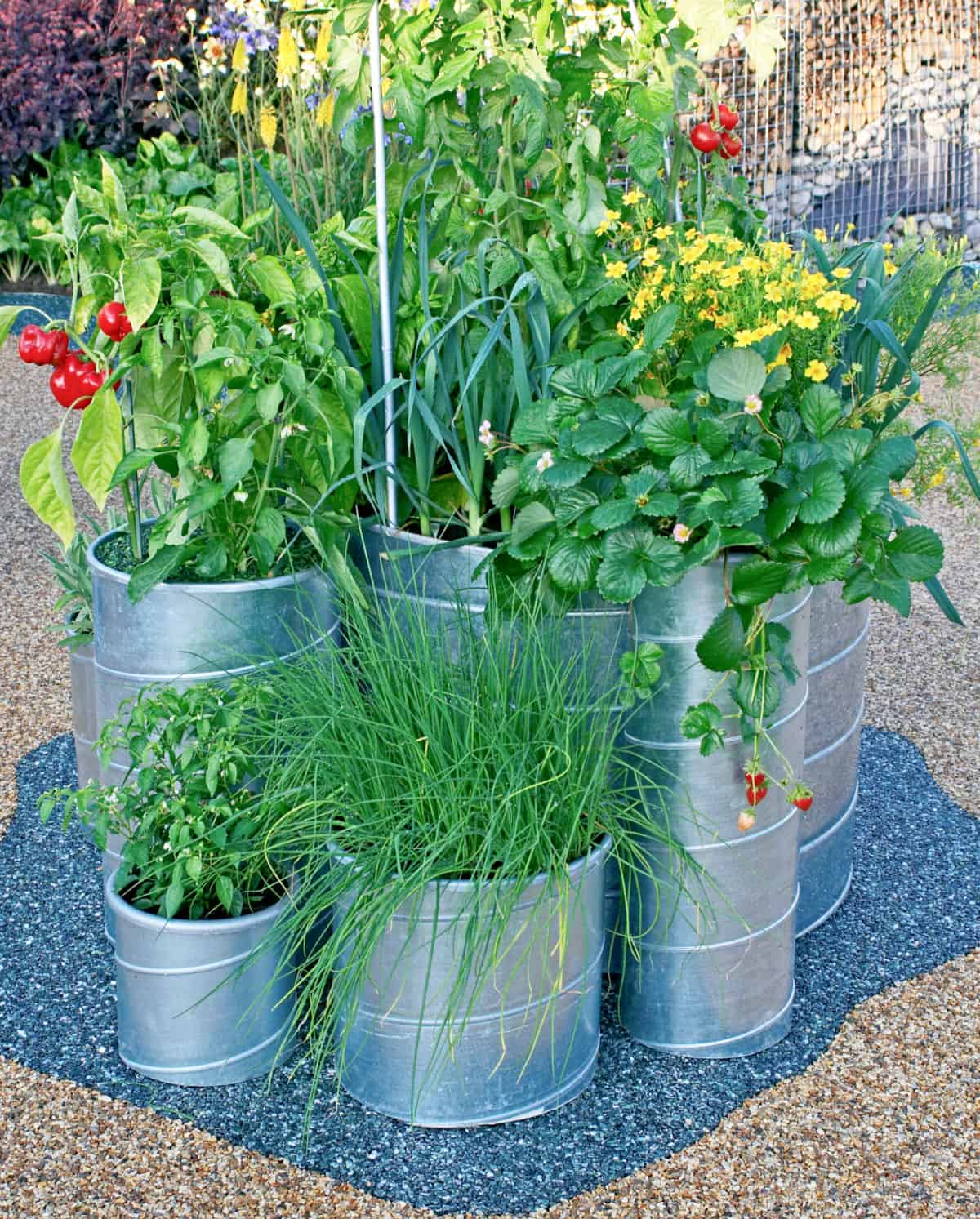 assorted vegetables growing in galvanized pots