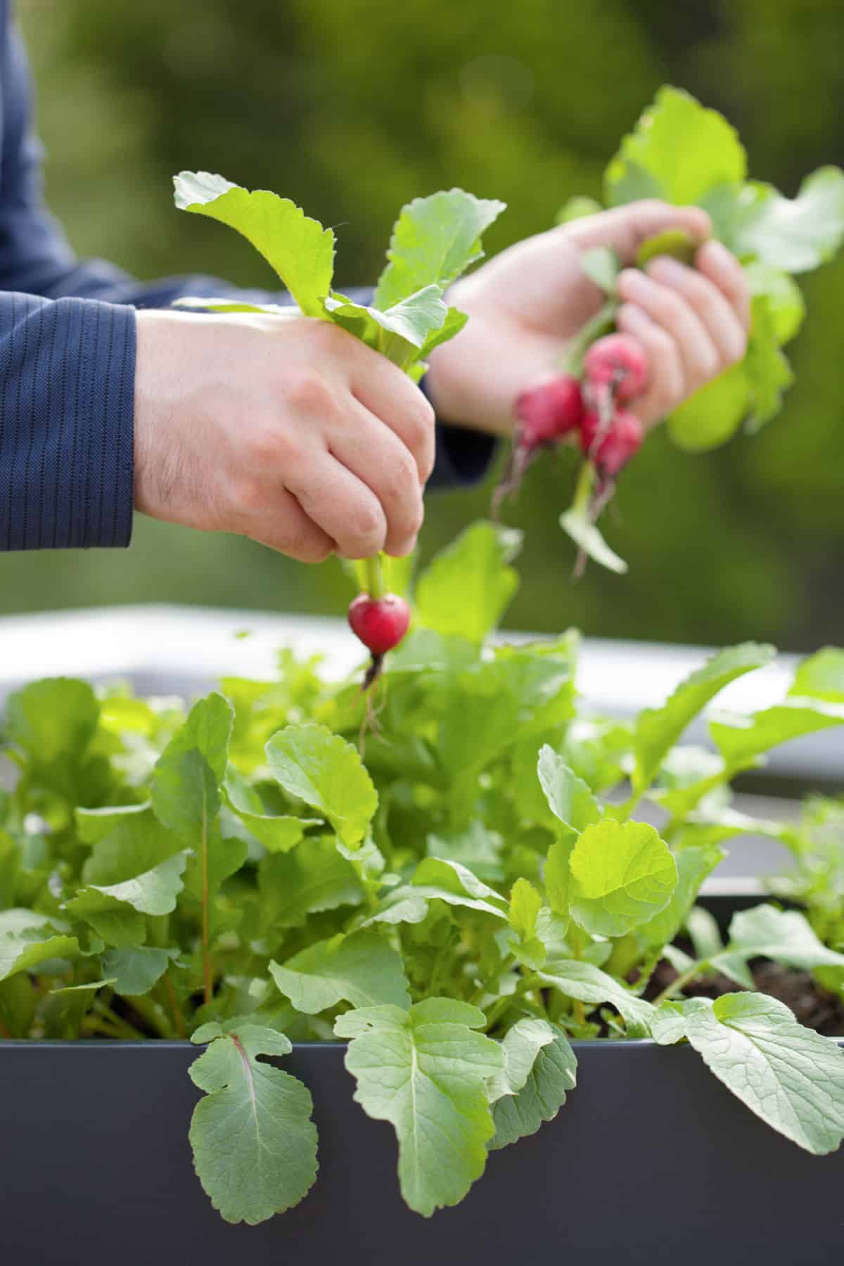 radish plants in pots getting harvested