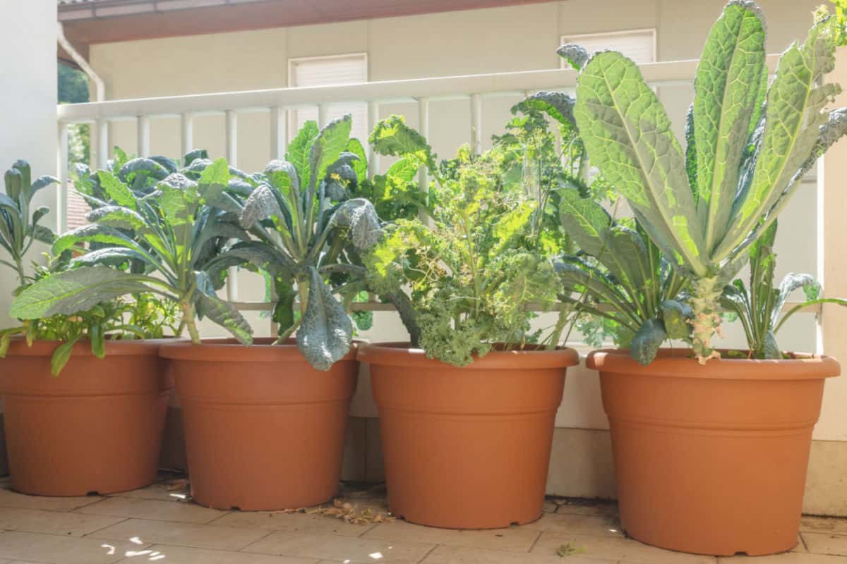 kale plants growing in pots on a balcony