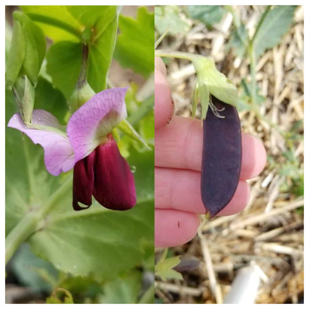 a purple king tut pea blossom and young fruit growing in the garden