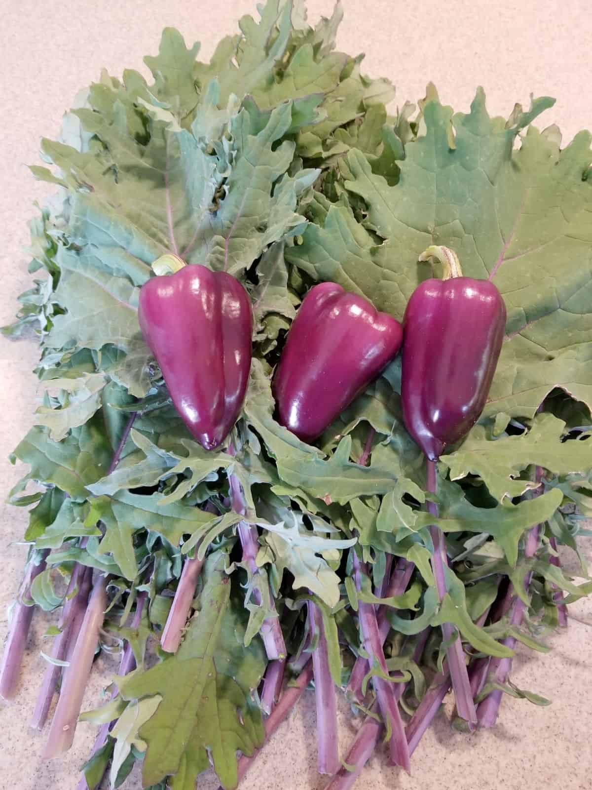 3 purple Oda bell peppers resting on a pile of Dazzling Blue Kale leaves