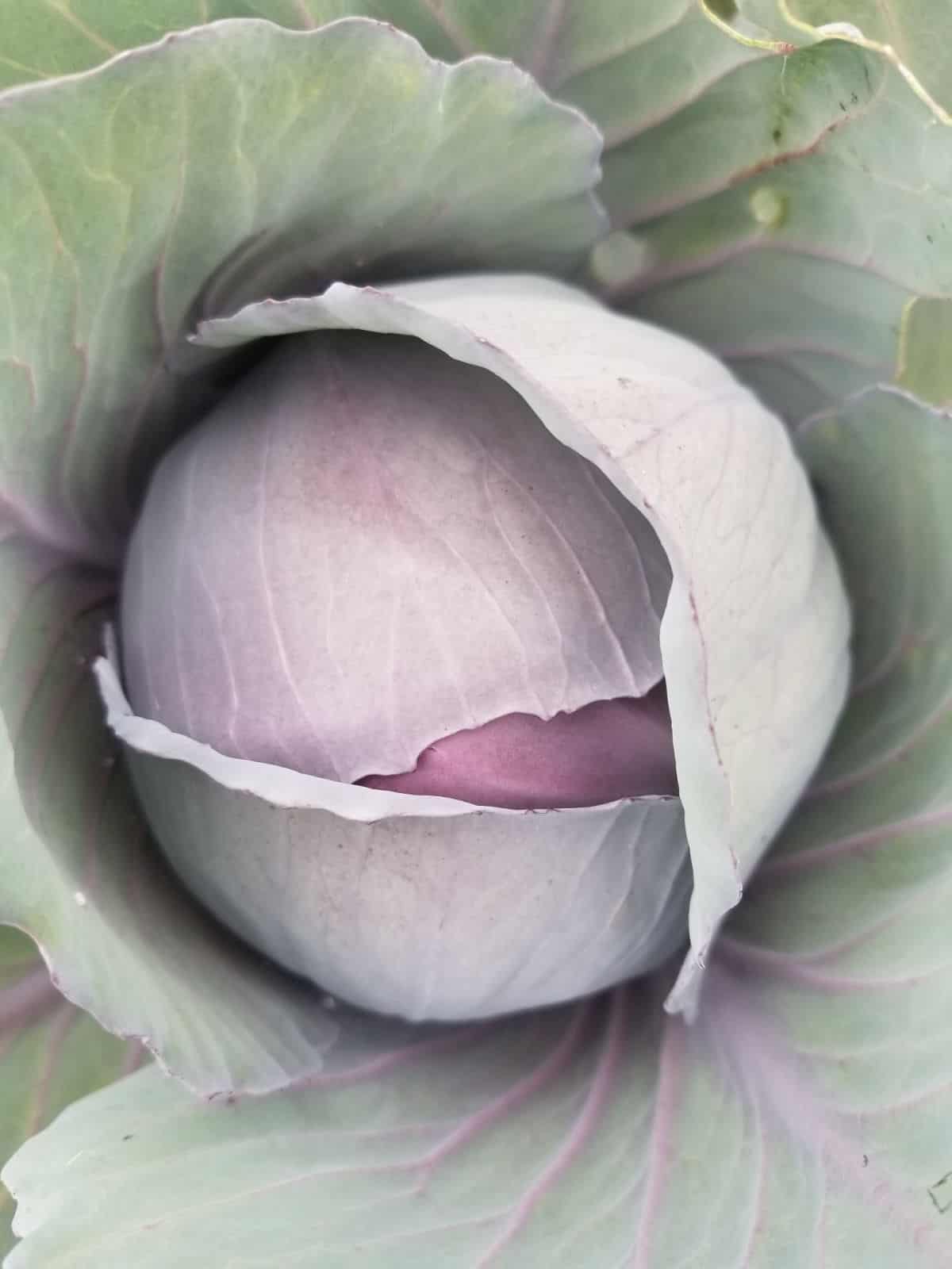 a red express cabbage head