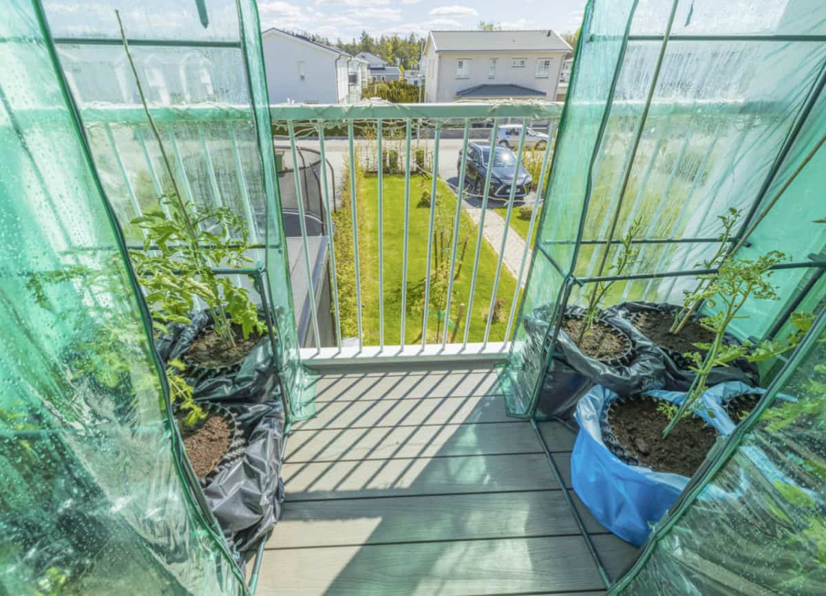 tomatoes growing in pots inside mini-greenhouses on a balcony