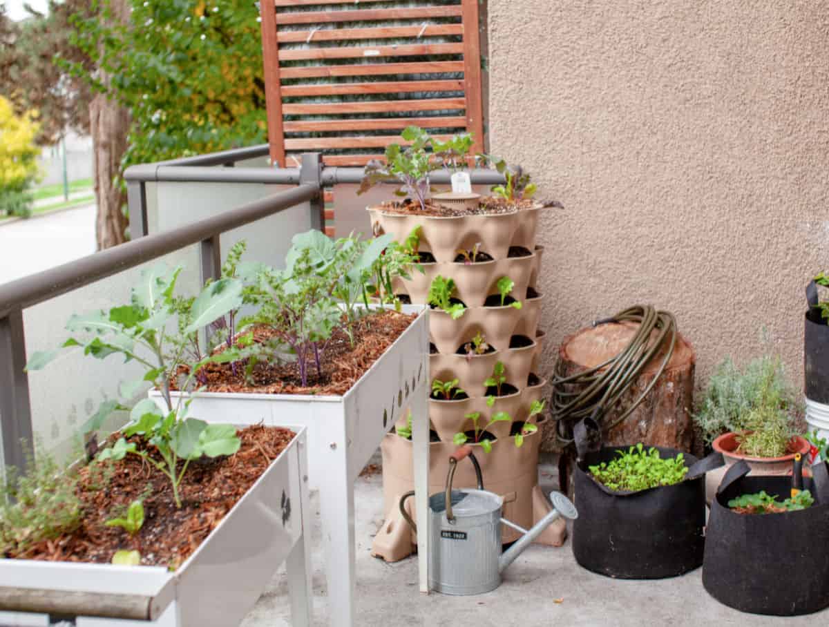 vegetables growing in assorted containers on a balcony