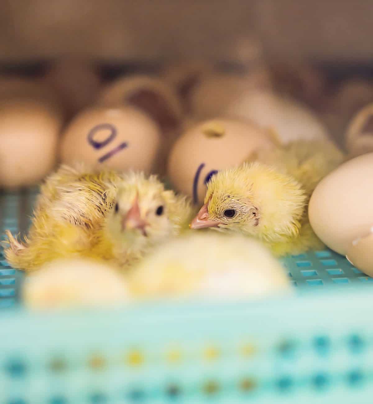 close up of two newly hatched chicks in an incubator