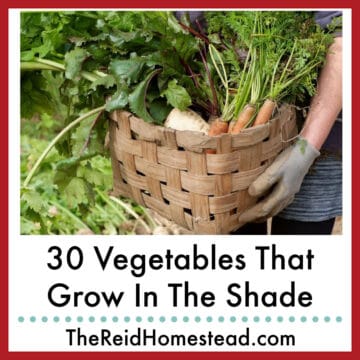 a garden basket full of freshly harvested veggies with text overlay 30 vegetables that grow in the shade