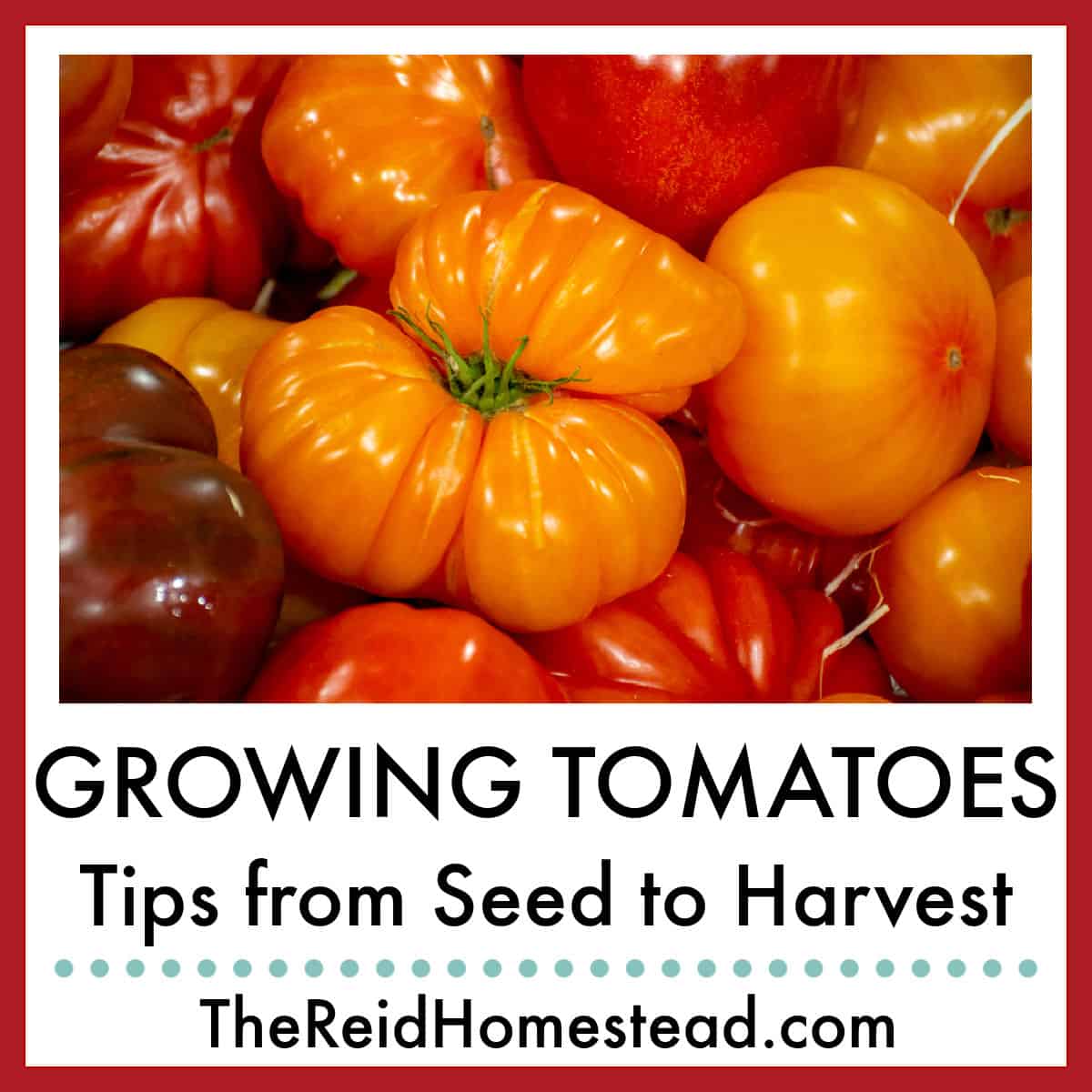 close up of a pile of heirloom tomatoes, text overlay Growing Tomatoes - Tips from Seed to Harvest
