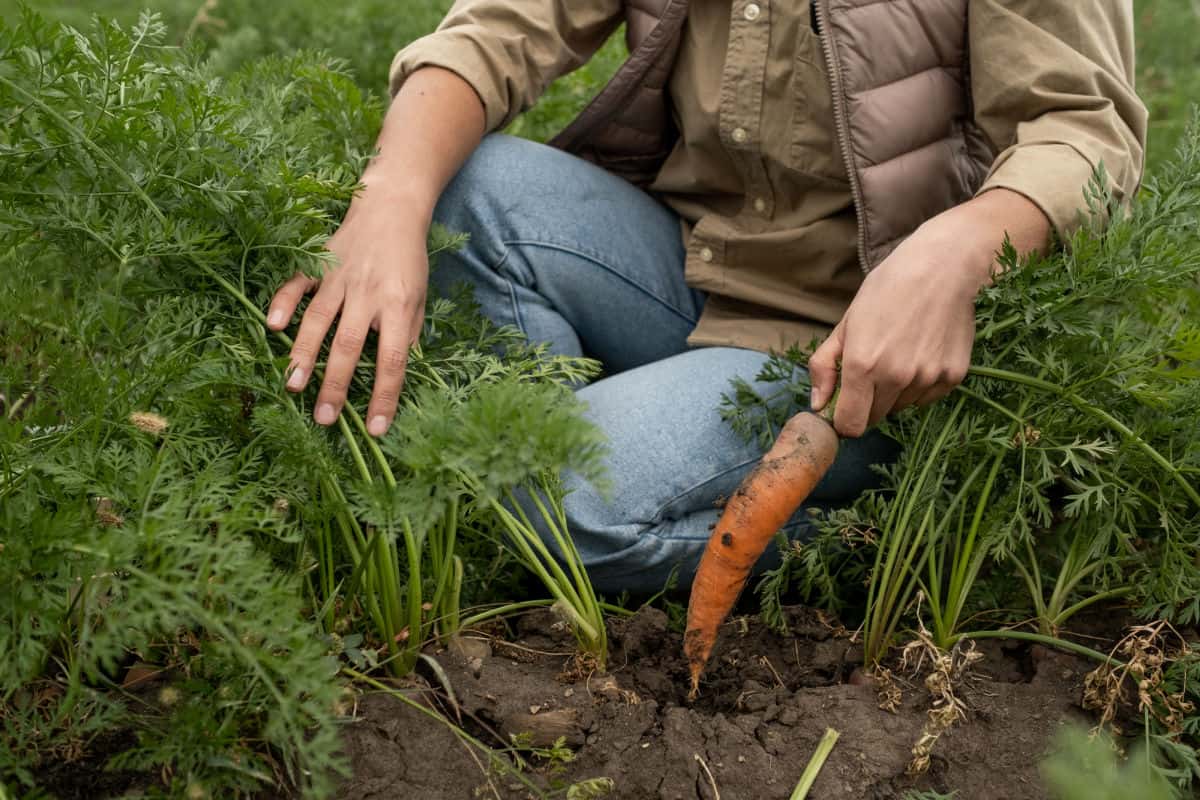 a man pulling a carrot out of the ground