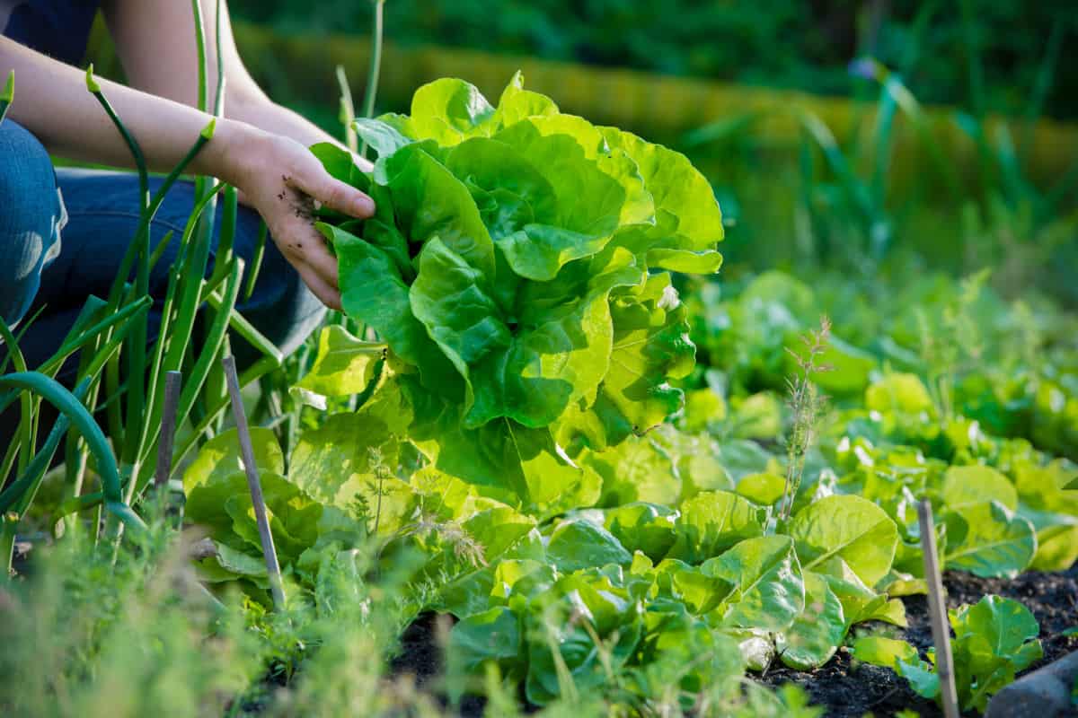 a women's hands holding a head of freshly harvested lettuce in a vegetable garden