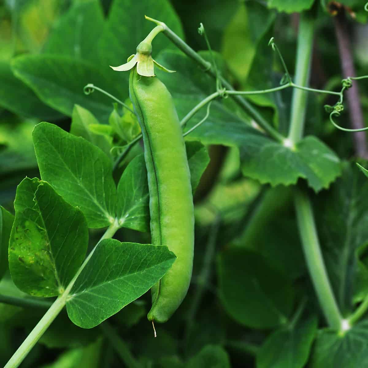 a ripe pea pod growing on the plant