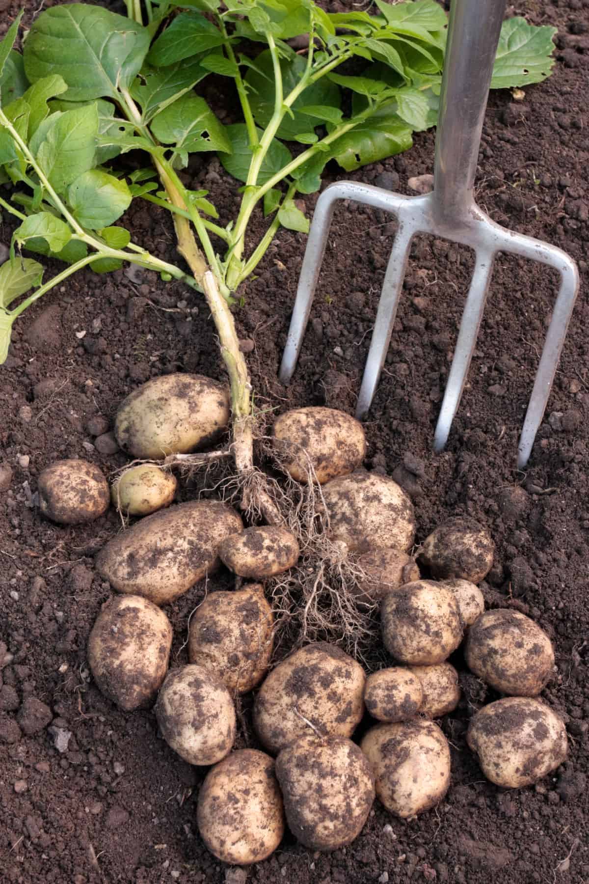 a pitchfork in the dirt near a pile of freshly harvested potatoes