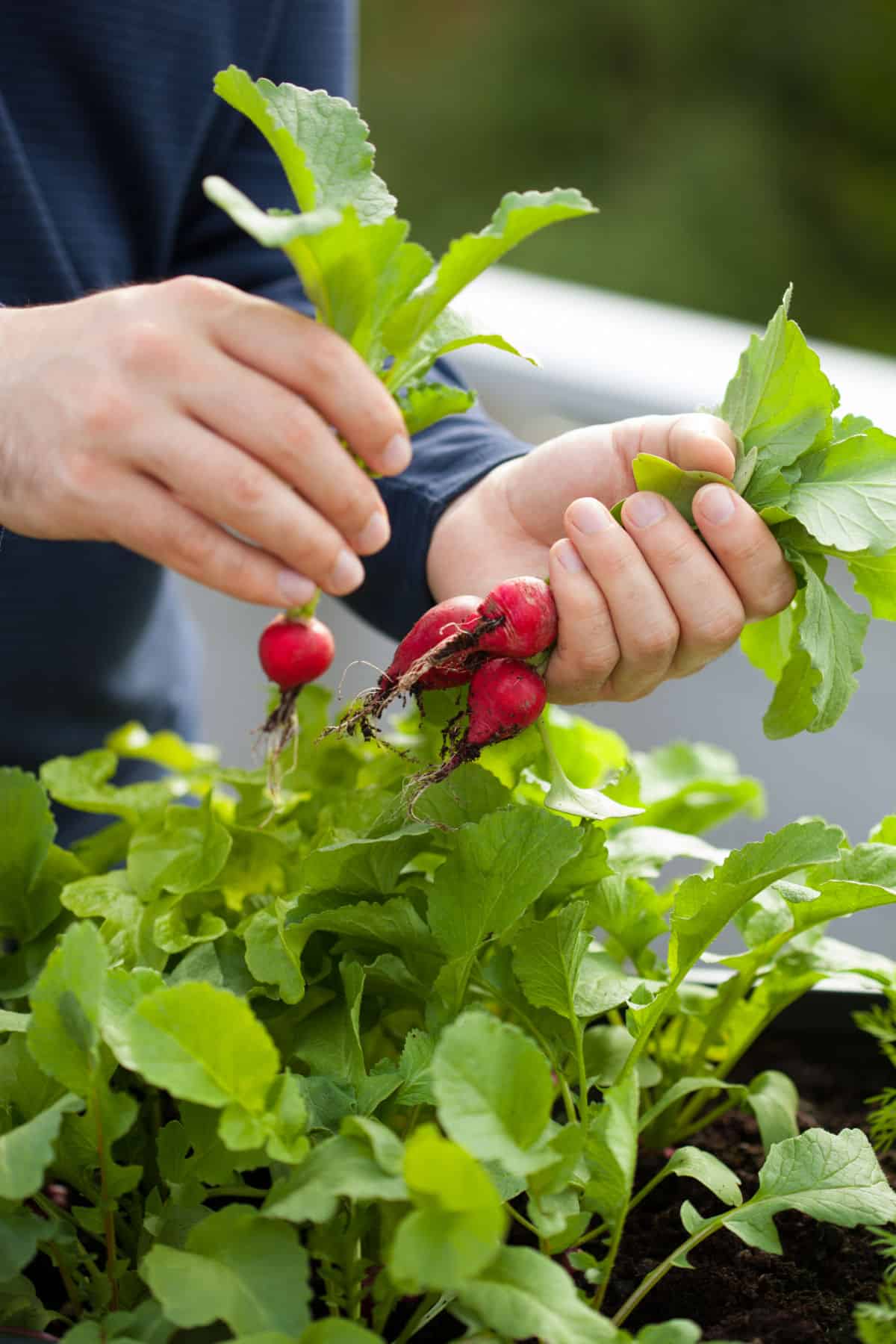 hands holding radishes that are being harvested in the garden