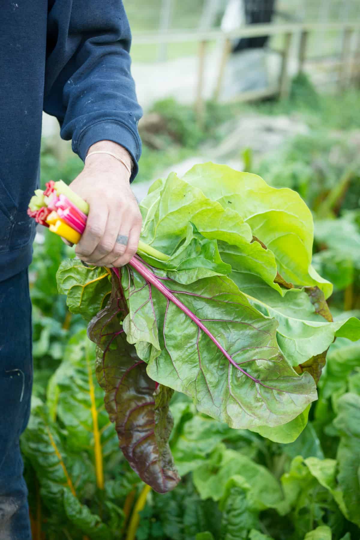 a man's hand holding a bunch of freshly harvested swiss chard