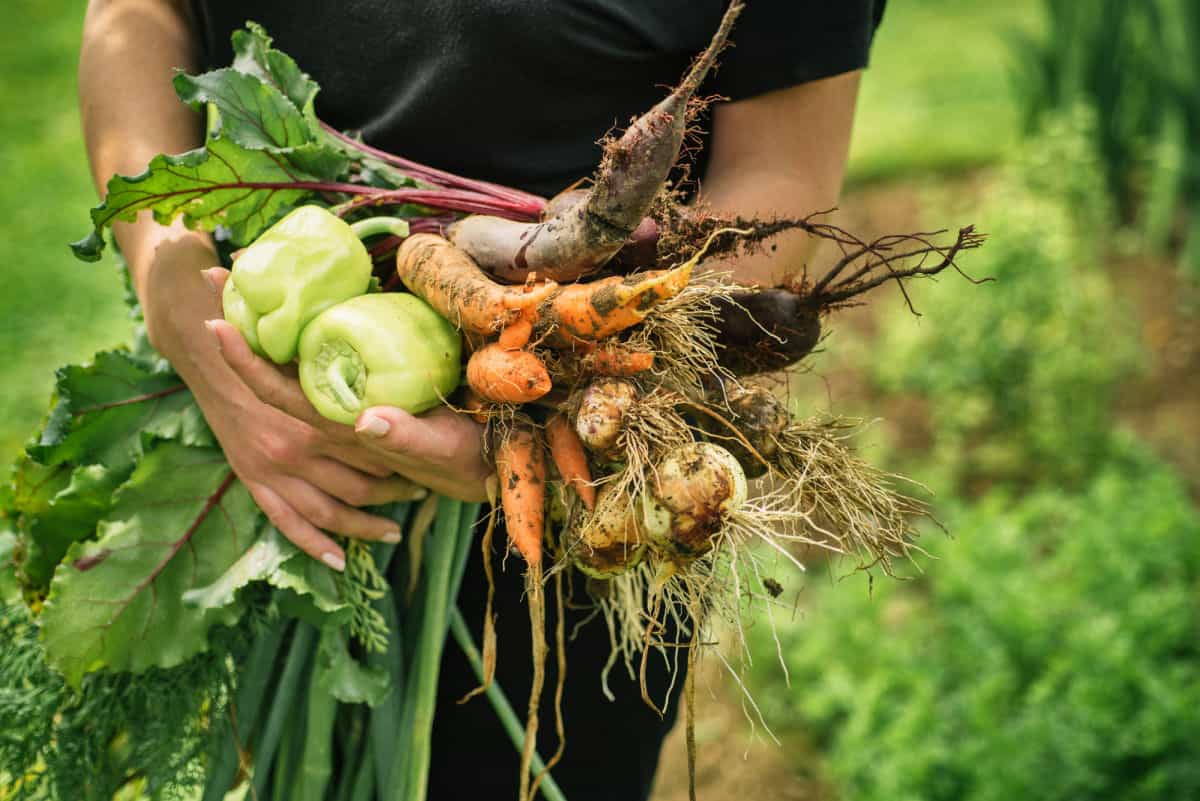 a woman carrying vegetables grown in the shade