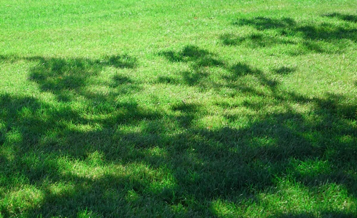 a lawn with partial shade, dappled due to tree leaves shadows