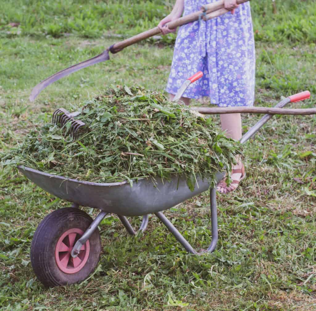 a wheel barrow full of tree trimmings with a women raking them up in the background