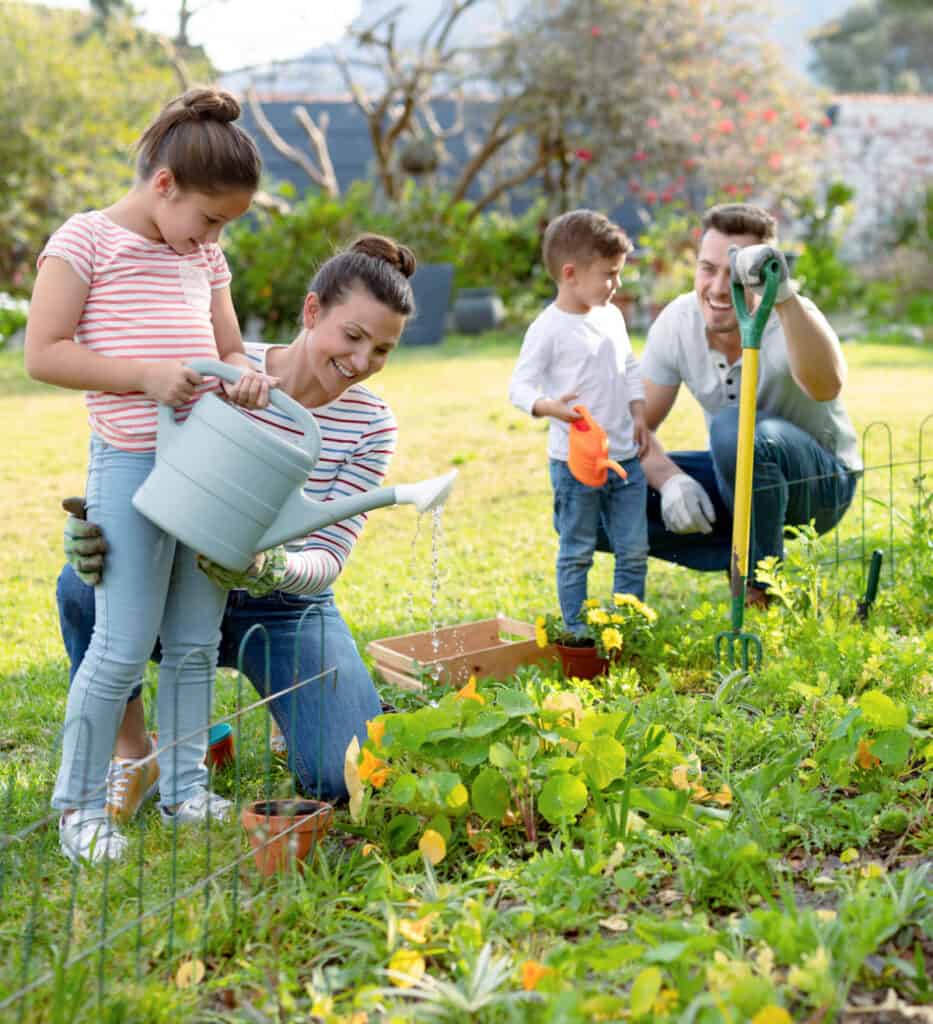 a family of 4 working in the vegetable garden together