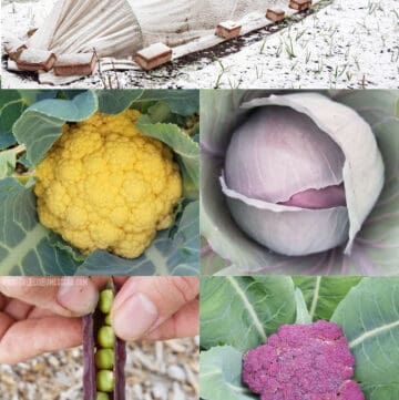 a snow covered row cover, with close up collage of orange cauliflower, purple cabbage, purple broccoli and purple pea pod