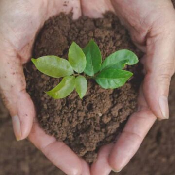 two hands holding soil from the earth with a baby seedling in the soil