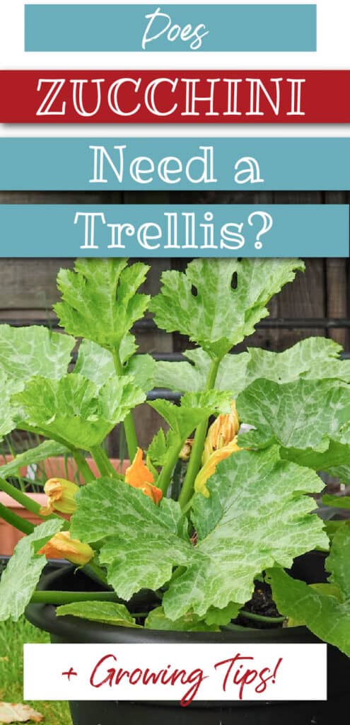 a zucchini plant, text overlay Does Zucchini need a trellis? + Growing Tips!