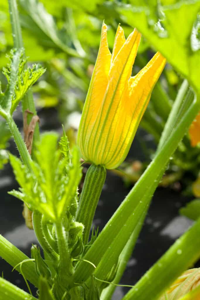 close up of a zucchini blossom