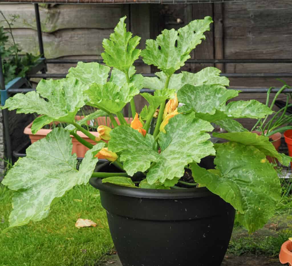 a zucchini plant growing in a container