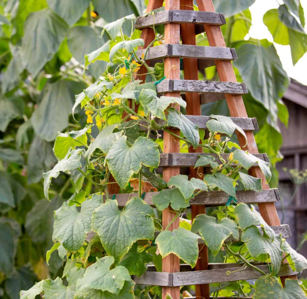 a cucumber plant growing on a wood trellis