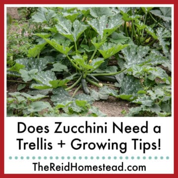 a zucchini plant, text overlay Does Zucchini need a trellis + growing tips