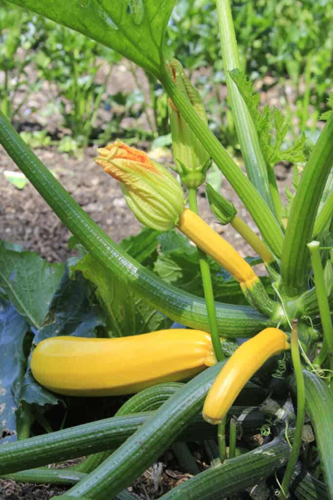 close up of yellow zucchini's on a Golden Zucchini plant