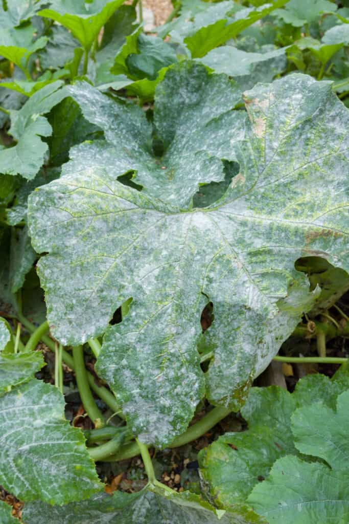 close up of a zucchini leaf with powdery mildew