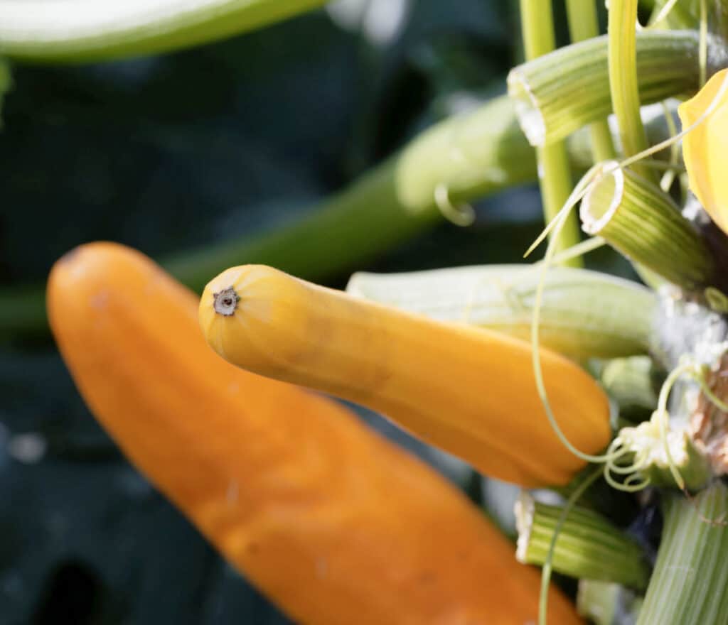 a close up of a pruned zucchini plant