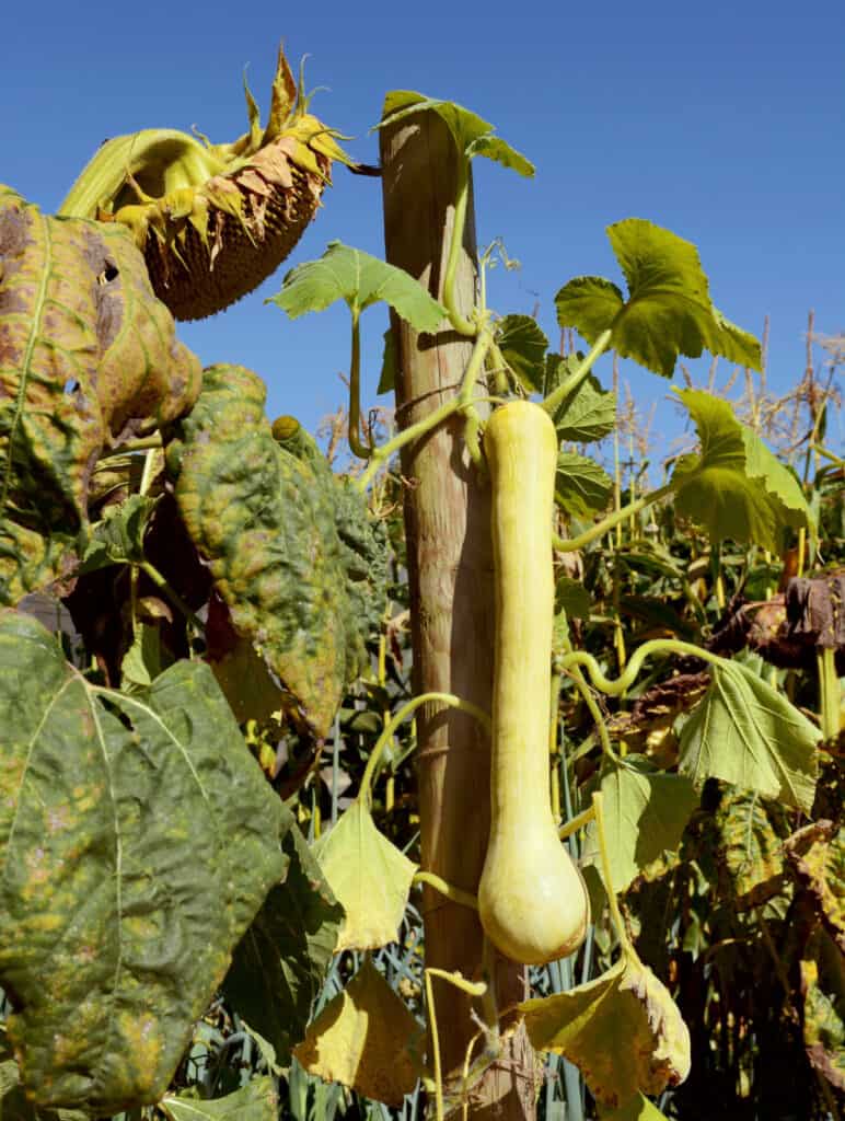 a zucchini rampicante growing on a vertical support