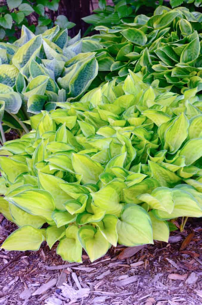 assorted hostas in a garden bed